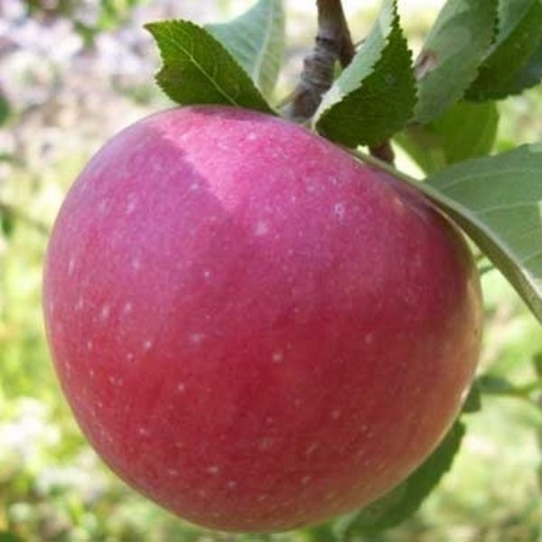 Klasik Elma Fidanı | Amasya Elma Fidanı (Klasik Anaçlı) | A016-2 | 